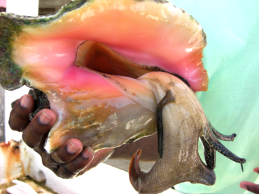 conch